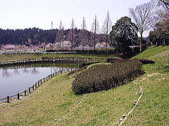 池の周りにも桜が咲いています